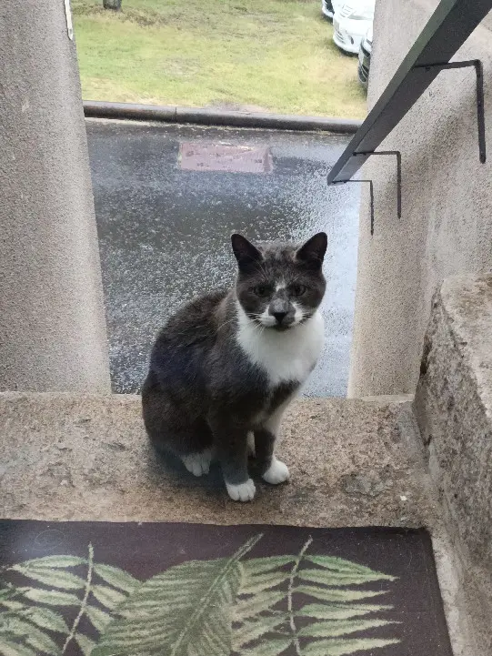 Chat Perdu 48 Lozère Peyre en Aubrac